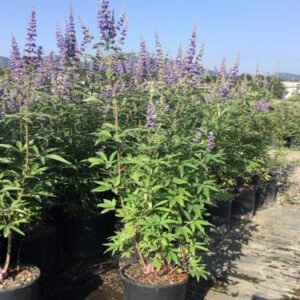 Vitex agnus-castus 'Latifolia' – Gattilier à larges feuilles