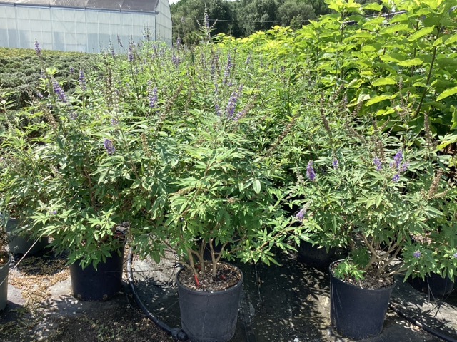 20250829210428648641