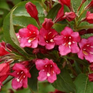 Weigelia x 'Bristol Ruby' – Weigélia rouge