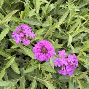 Verveine rigide - Verbena rigida