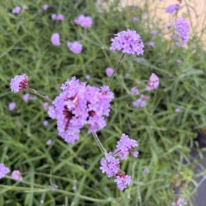 Verbena bonariensis – Verveine de Buenos Aires