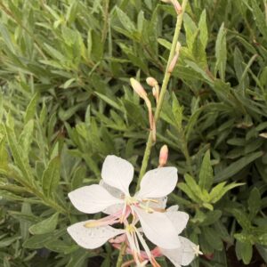 Gaura lindheimeri – Gaura blanche