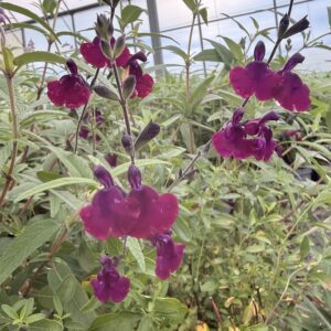 Salvia leucantha – Sauge à feuilles de velours