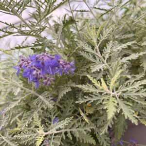 Perovskia atriplicifolia 'Blue Spire' – Perovskia Blue Stripe