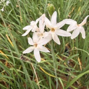 Tulbaghia violacea ‘Alba’ – Ail d’Afrique blanc