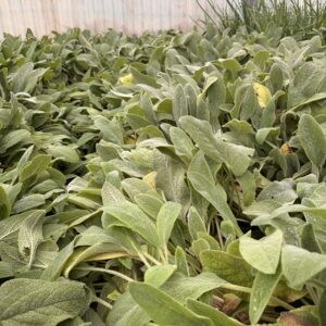 Stachys byzantina – Oreille d’agneau