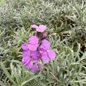Erysimum 'Bowles Mauve' – Giroflée vivace mauve
