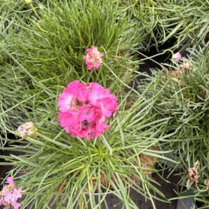 Armeria maritima 'Splendens' – Gazon d’Espagne rose
