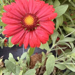 Gaillardia aristata 'Arizona Red Shades' – Gaillarde rouge vif