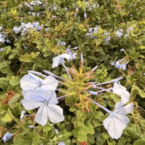 Plumbago capensis ‘Blue’ – Dentelaire du Cap bleue