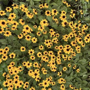 Rudbeckia triloba – Rudbeckie trilobée
