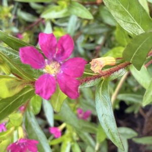 Cuphea hyssopifolia ‘Rubra’ – Cuphea rubra