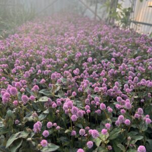 Polygonum capitatum / Renouée à fleurs roses