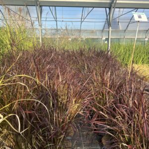 Pennisetum rubrum / Herbe aux écouvillons pourpre