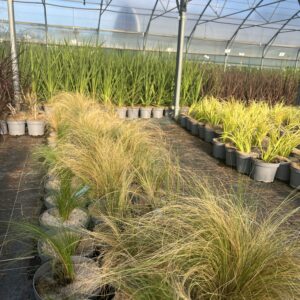 Stipa tenuifolia / Herbe à plume