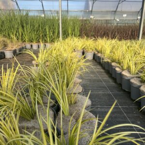 Acorus gramineus 'Ogon' / Acore doré nain