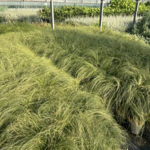 Carex comans 'Vert' / Laîche du Nouveau‑Zélandais verte