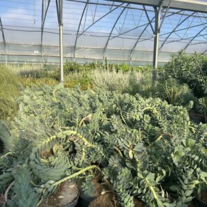 Euphorbia myrsinites / Euphorbe rampante