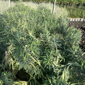 Euphorbia characias wulfenii – Euphorbe de Wulfen