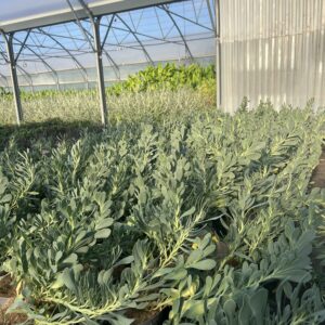 Othonna cheirifolia – Othonne à feuilles de giroflée