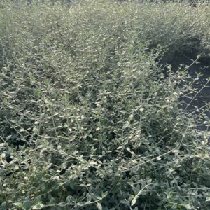 Teucrium fruticans – Germandrée arbustive
