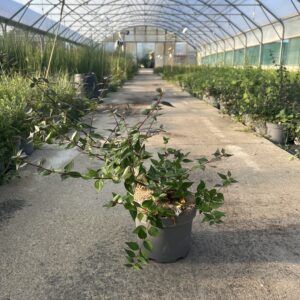 Abelia × grandiflora – Abélie à grandes fleurs