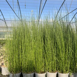 Equisetum japonicum hyemale – Prêle du Japon