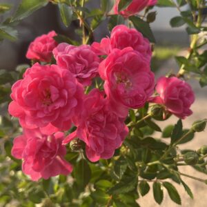 Rosa ‘The Fairy Red’ – Rosier couvre-sol rouge